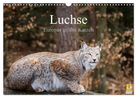 Luchse - Europas größte Katzen (Wandkalender 2027 DIN A3 quer), CALVENDO Monatskalender