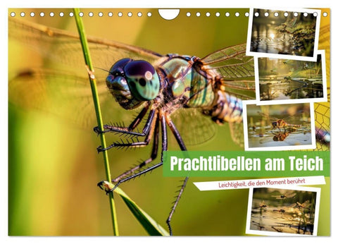 Prachtlibellen am Teich (Wandkalender 2027 DIN A4 quer), CALVENDO Monatskalender
