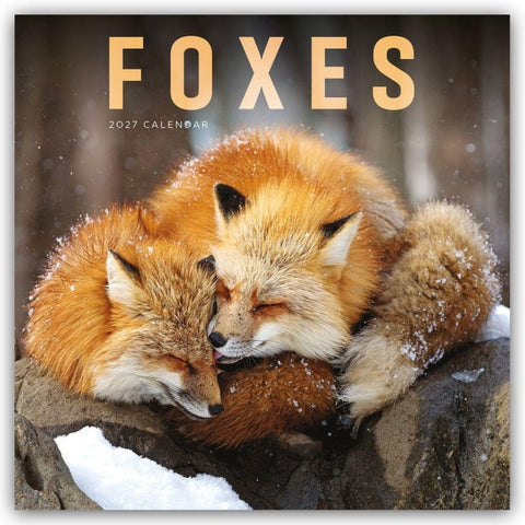Foxes – Füchse 2027 – Wand-Kalender