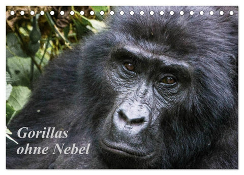 Gorillas ohne Nebel (Tischkalender 2027 DIN A5 quer), CALVENDO Monatskalender