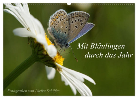 Mit Bläulingen durch das Jahr (Wandkalender 2027 DIN A2 quer), CALVENDO Monatskalender