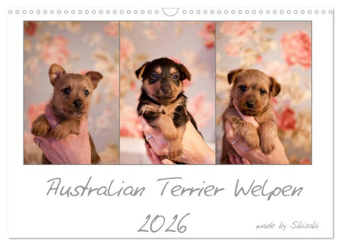 Australian Terrier Welpen (Wandkalender 2026 DIN A3 quer), CALVENDO Monatskalender