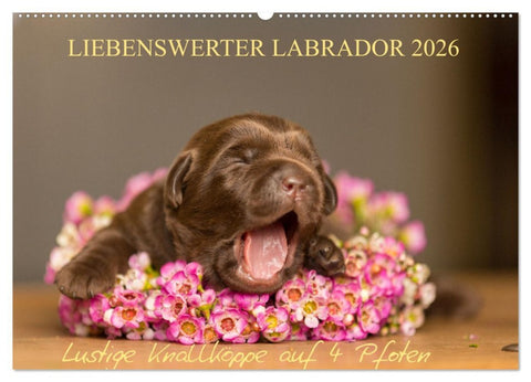 Liebenswerter Labrador 2026 (Wandkalender 2026 DIN A2 quer), CALVENDO Monatskalender