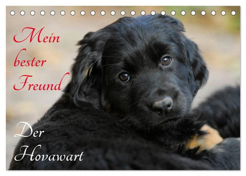 Mein bester Freund - Der Hovawart (Tischkalender 2027 DIN A5 quer), CALVENDO Monatskalender