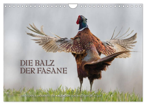 Emotionale Momente: Die Balz der Fasane / CH-Version (Wandkalender 2026 DIN A4 quer), CALVENDO Monatskalender