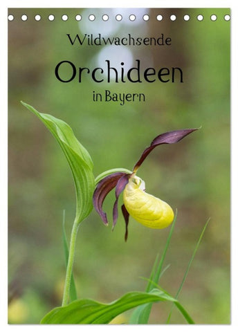 Wildwachsende Orchideen in Bayern (Tischkalender 2027 DIN A5 hoch), CALVENDO Monatskalender