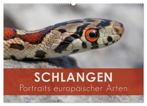 Schlangen - Portraits europäischer Arten (Wandkalender 2027 DIN A2 quer), CALVENDO Monatskalender
