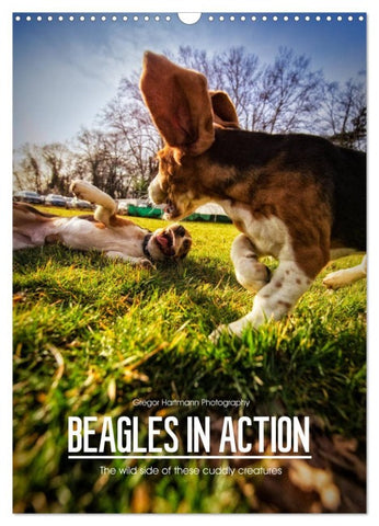 Beagles in action (Wall Calendar 2026 DIN A3 portrait), CALVENDO 12 Month Wall Calendar