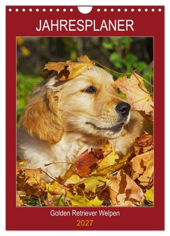 Jahresplaner Golden Retriever Welpen (Wandkalender 2027 DIN A4 hoch), CALVENDO Monatskalender