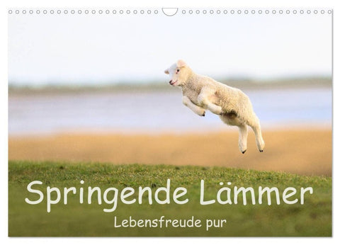 Springende Lämmer: Lebensfreude pur (Wandkalender 2027 DIN A3 quer), CALVENDO Monatskalender