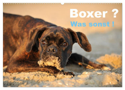 Boxer ? Was sonst ! (Wandkalender 2026 DIN A2 quer), CALVENDO Monatskalender