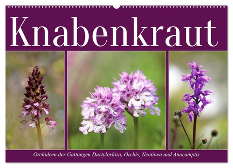 Knabenkraut (Wandkalender 2026 DIN A2 quer), CALVENDO Monatskalender