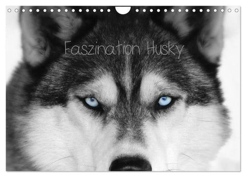 Faszination Husky (Wandkalender 2027 DIN A4 quer), CALVENDO Monatskalender