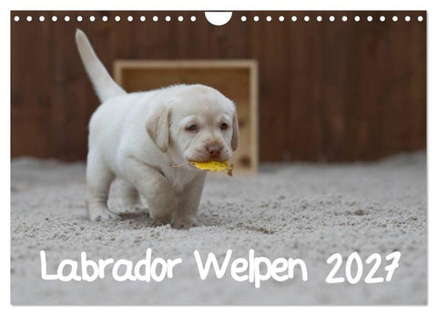 Labrador Welpen (Wandkalender 2027 DIN A4 quer), CALVENDO Monatskalender