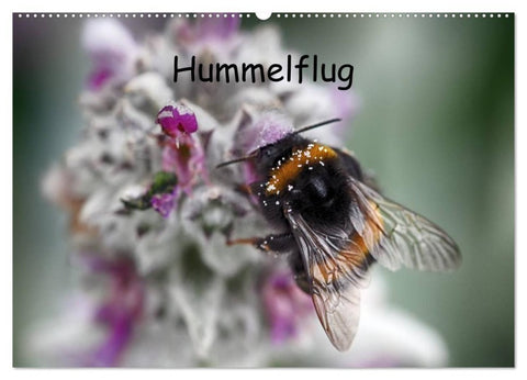 Hummelflug (Wandkalender 2027 DIN A2 quer), CALVENDO Monatskalender