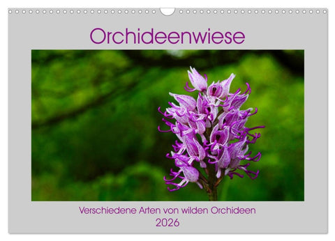 Orchideenwiese 2026 (Wandkalender 2026 DIN A3 quer), CALVENDO Monatskalender