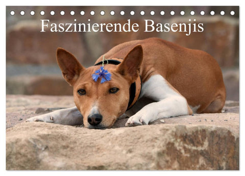 Faszinierende Basenjis (Tischkalender 2026 DIN A5 quer), CALVENDO Monatskalender