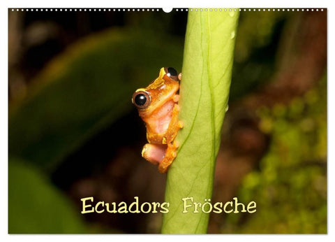 Ecuadors Frösche (Wandkalender 2027 DIN A2 quer), CALVENDO Monatskalender