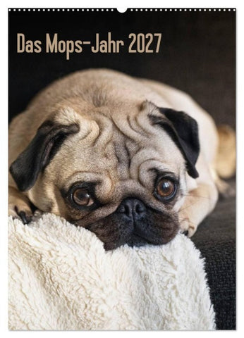 Das Mops-Jahr 2027 (Wandkalender 2027 DIN A2 hoch), CALVENDO Monatskalender