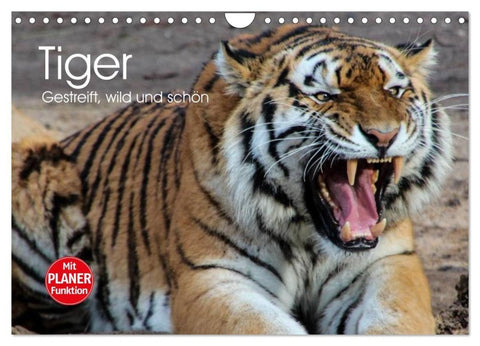 Tiger. Gestreift, wild und schön (Wandkalender 2027 DIN A4 quer), CALVENDO Monatskalender