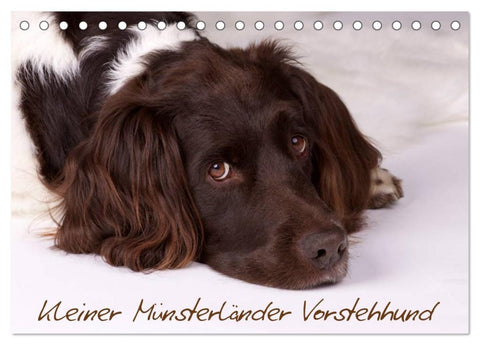 Kleiner Münsterländer Vorstehhund (Tischkalender 2026 DIN A5 quer), CALVENDO Monatskalender
