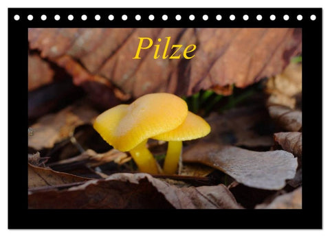 Pilze (Tischkalender 2026 DIN A5 quer), CALVENDO Monatskalender