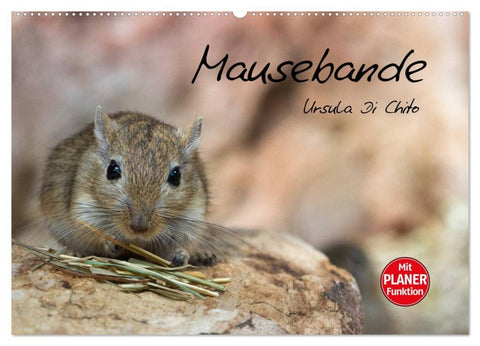 Mausebande (Wandkalender 2026 DIN A2 quer), CALVENDO Monatskalender