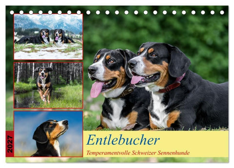 Entlebucher - Temperamentvolle Schweizer Sennenhunde (Tischkalender 2027 DIN A5 quer), CALVENDO Monatskalender