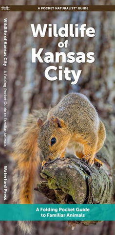Wildlife of Kansas City