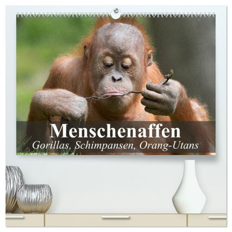Menschenaffen. Gorillas, Schimpansen, Orang-Utans (hochwertiger Premium Wandkalender 2027 DIN A2 quer), Kunstdruck in Hochglanz