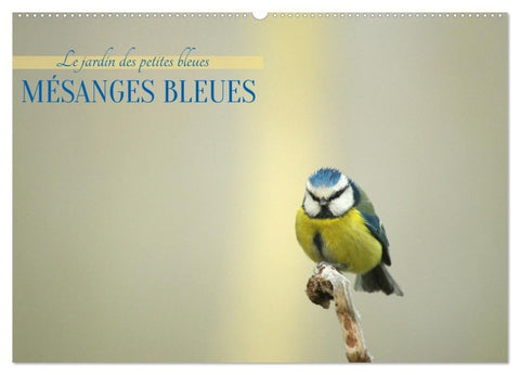 Mésanges bleues (Calendrier mural 2027 DIN A2 vertical), CALVENDO calendrier mensuel