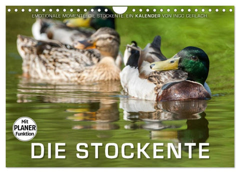 Emotionale Momente: Die Stockente. (Wandkalender 2026 DIN A4 quer), CALVENDO Monatskalender