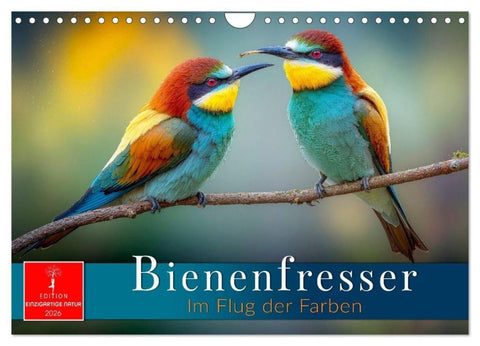 Bienenfresser - im Flug der Farben (Wandkalender 2026 DIN A4 quer), CALVENDO Monatskalender