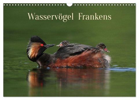 Wasservögel Frankens (Wandkalender 2027 DIN A3 quer), CALVENDO Monatskalender