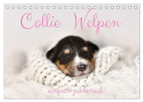 Collie Welpen einfach zuckersüß (Tischkalender 2027 DIN A5 quer), CALVENDO Monatskalender