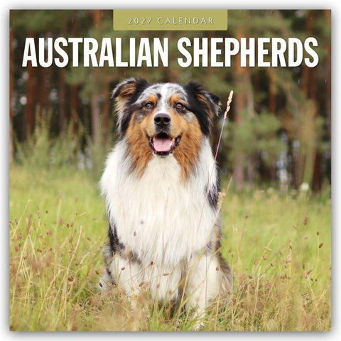 Australian Shepherds – Australian Shepherd 2027 – 16-Monatskalender