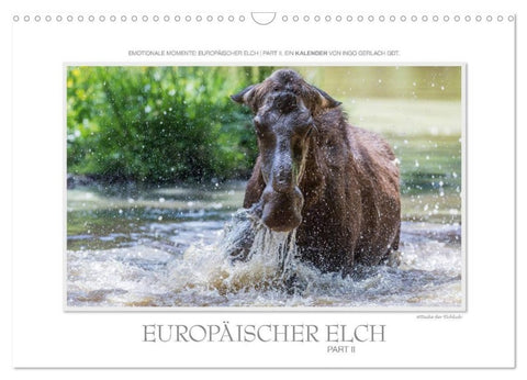 Emotionale Momente: Europäischer Elch Part II (Wandkalender 2027 DIN A3 quer), CALVENDO Monatskalender