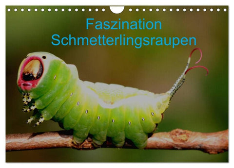 Faszination Schmetterlingsraupen (Wandkalender 2026 DIN A4 quer), CALVENDO Monatskalender
