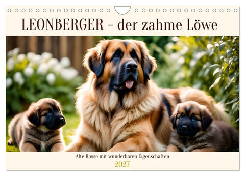 Leonberger - der zahme Löwe (Wandkalender 2027 DIN A4 quer), CALVENDO Monatskalender