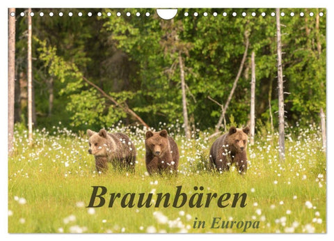 Braunbären in Europa (Wandkalender 2027 DIN A4 quer), CALVENDO Monatskalender