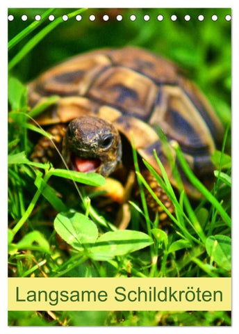 Langsame Schildkröten (Tischkalender 2026 DIN A5 hoch), CALVENDO Monatskalender