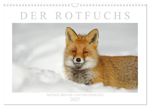 Der Rotfuchs (Wandkalender 2027 DIN A3 quer), CALVENDO Monatskalender
