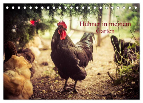 Hühner in meinem Garten (Tischkalender 2026 DIN A5 quer), CALVENDO Monatskalender