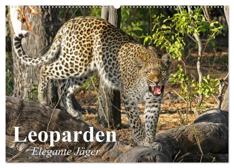 Leoparden. Elegante Jäger (Wandkalender 2026 DIN A2 quer), CALVENDO Monatskalender