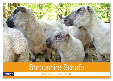 Shropshire Schafe (Wandkalender 2027 DIN A3 quer), CALVENDO Monatskalender