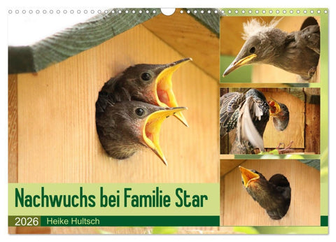 Nachwuchs bei Familie Star (Wandkalender 2026 DIN A3 quer), CALVENDO Monatskalender