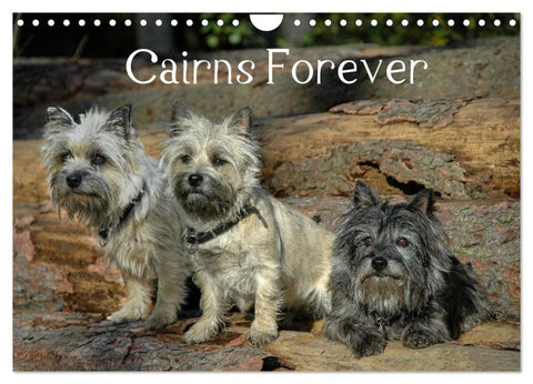 Cairns Forever (Wandkalender 2026 DIN A4 quer), CALVENDO Monatskalender