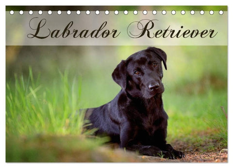 Labrador Retriever (Tischkalender 2027 DIN A5 quer), CALVENDO Monatskalender