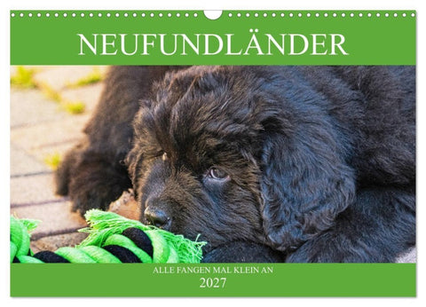 Neufundländer - Alle fangen mal klein an (Wandkalender 2027 DIN A3 quer), CALVENDO Monatskalender