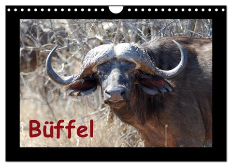 Büffel (Wandkalender 2027 DIN A4 quer), CALVENDO Monatskalender